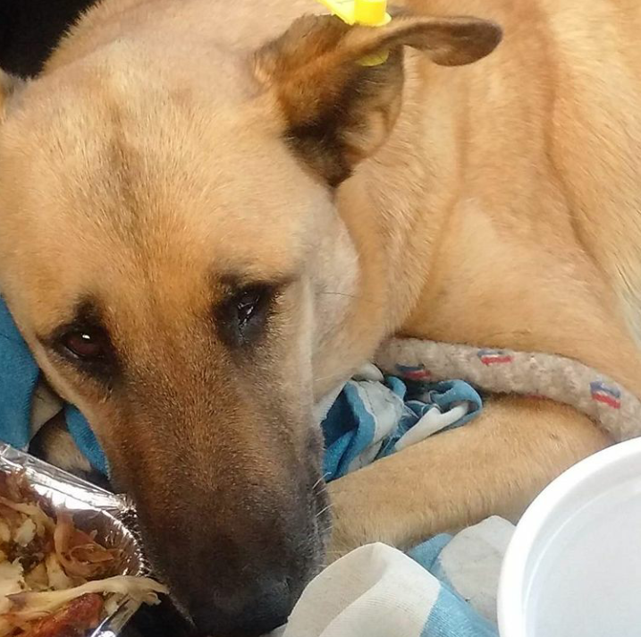  کشتن یک سگ زنده برای استفاده در درس تشریح در یک دانشکده دامپزشکی 