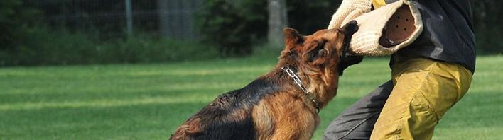  زنده گیری سگ بومی بلاصاحب توسط اتیلا