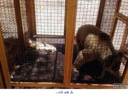  حیوانات اسیر در باغ وحش های ایران