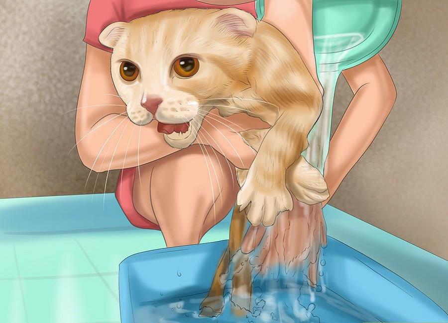 شستن-گربه