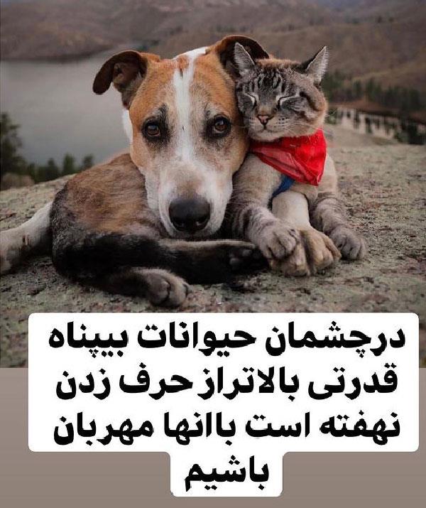  انسان حق ندارد که برای سرنوشت زندگی حیوانات تصمیم بگبرد