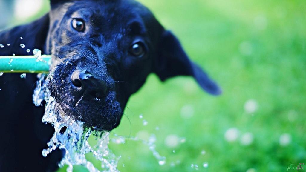    میزان آب مورد نیاز سگ
