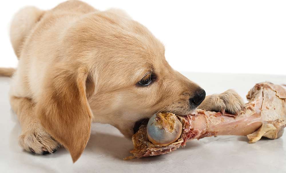 دانستنی حیوانات - غذای مناسب برای سگ