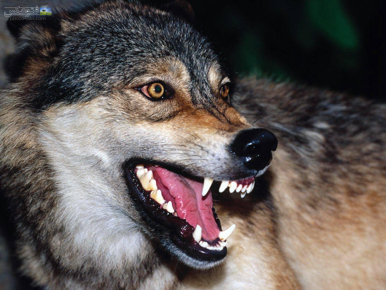 دانستنی حیوانات - خشونت و عصبانیت سگ